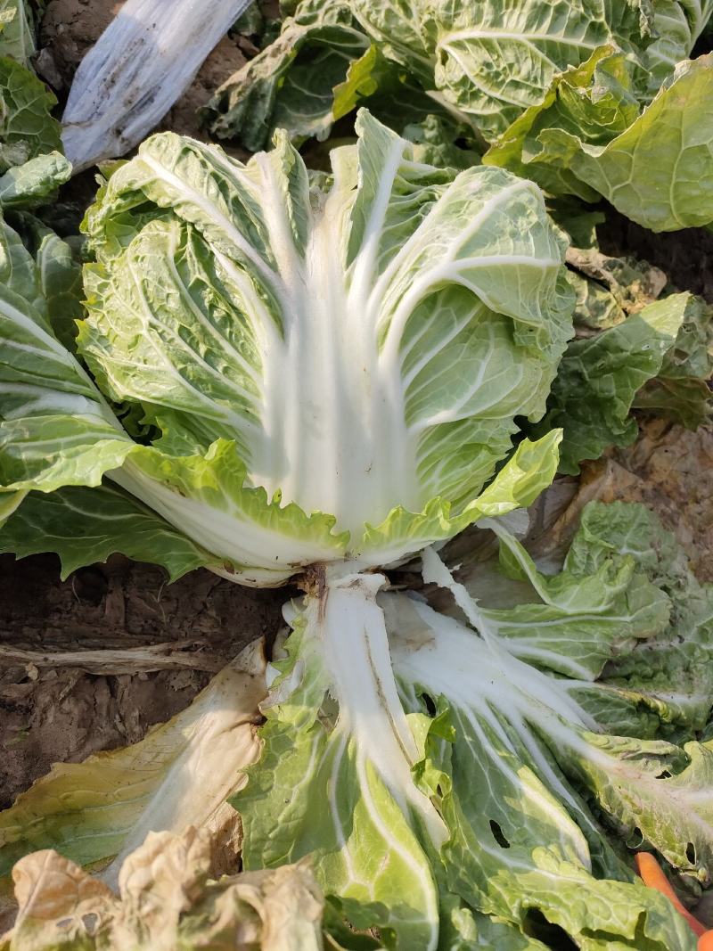 成武圆头白菜