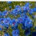 矢车菊花种四季易种活蓝色矢车菊种子室外庭院绿化耐寒花卉种