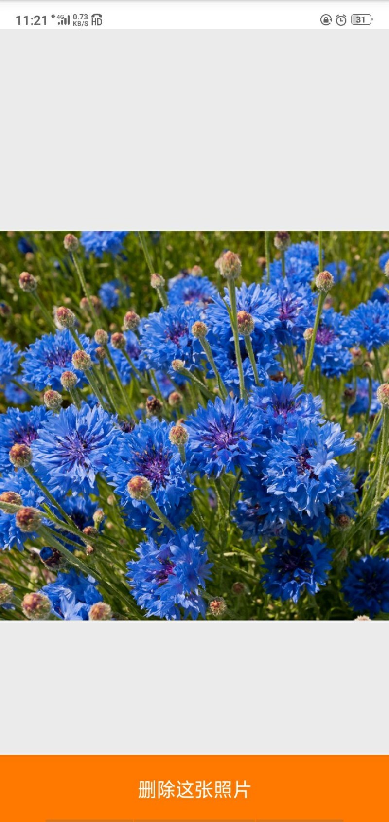 矢车菊花种四季易种活蓝色矢车菊种子室外庭院绿化耐寒花卉种