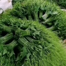 龙须菜