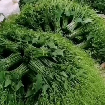 龙须菜