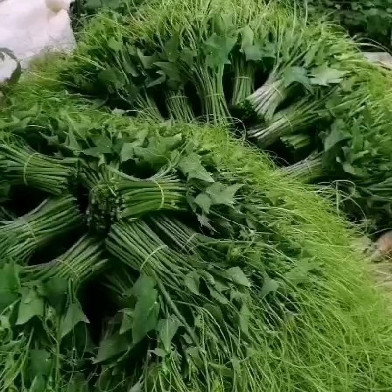 龙须菜