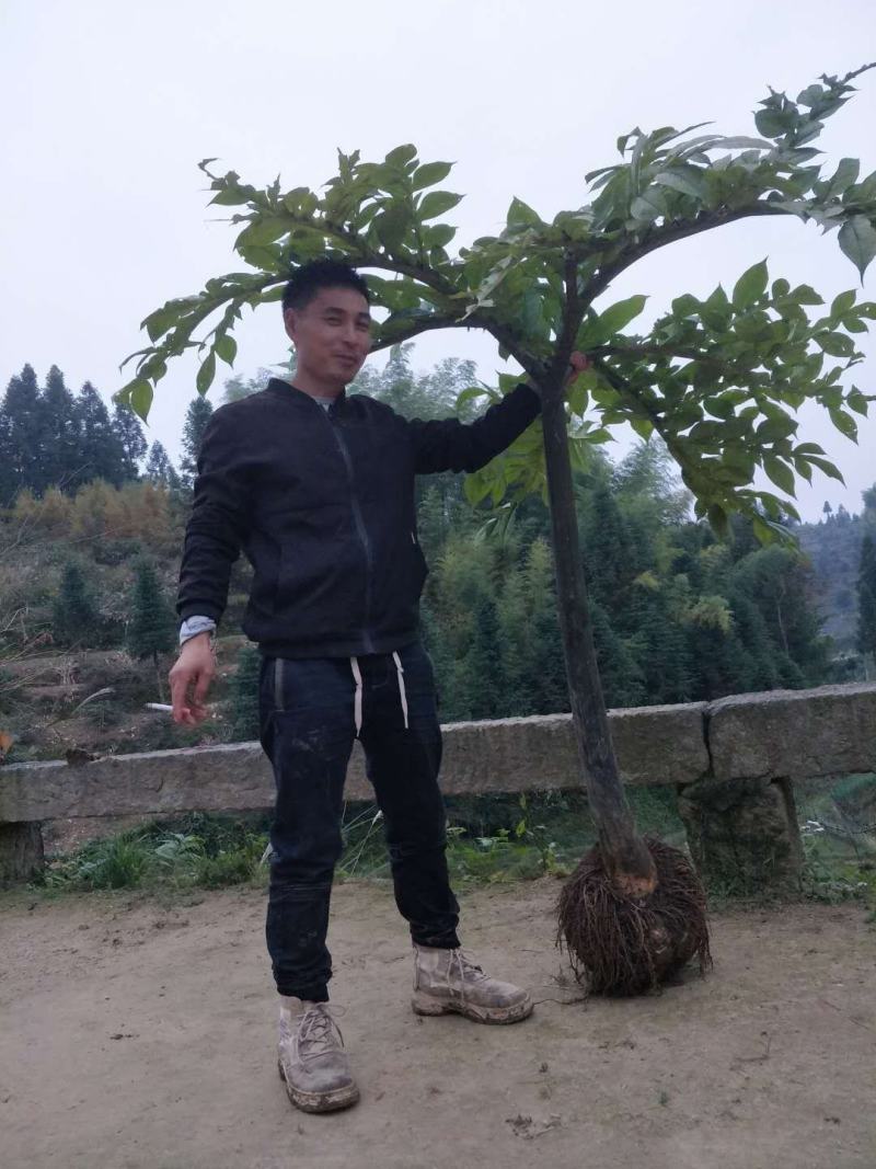 高山优质白魔芋种子，产量高，容易管理…