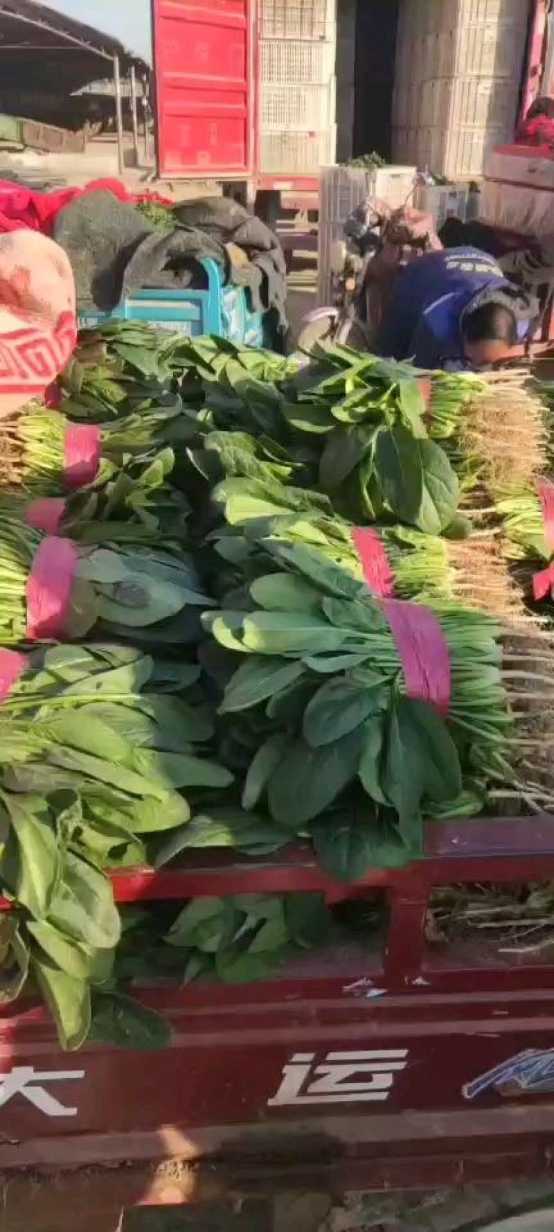 精品菠菜，欢迎全国各地的老板前来选购。。。。。。。
