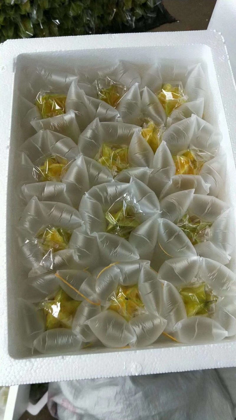 杨桃