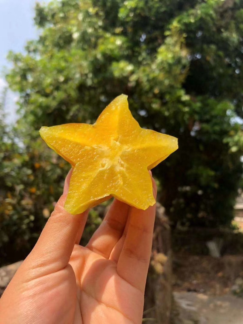 杨桃