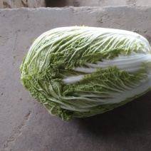 冷库白菜，大量出库
