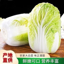白菜黄心大白菜毛菜净菜散装袋装无虫眼,无烧心。