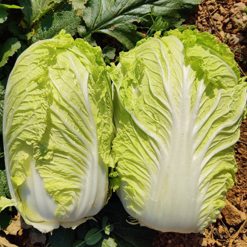 白菜黄心大白菜毛菜净菜散装袋装无虫眼,无烧心。