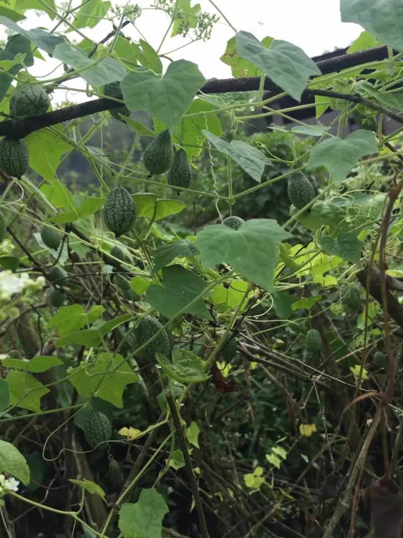 拇指西瓜小黄瓜种子一口迷你型爬藤结果多大棚露地均可种植