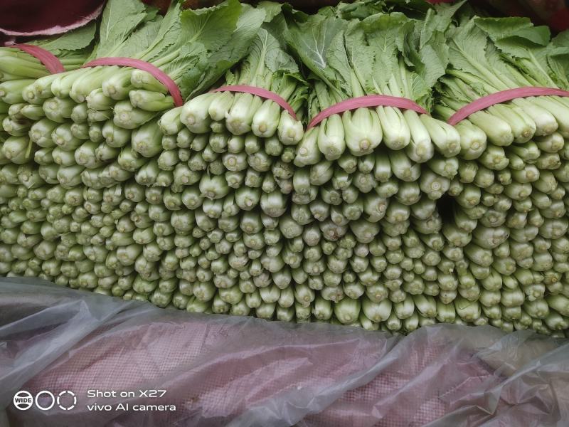 青梗小白菜产地直销万亩叶菜基地欢迎你的到来