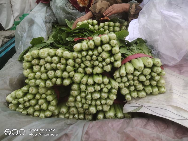 青梗小白菜产地直销万亩叶菜基地欢迎你的到来