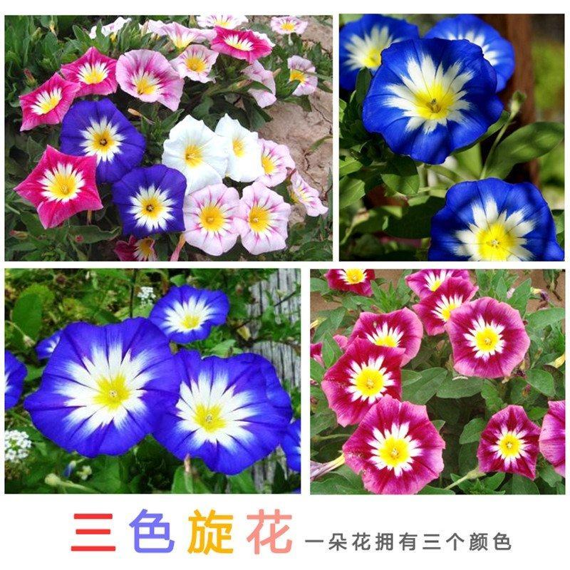 三色旋花花种子草本植物草花耐旱易活公园花海花卉种籽子