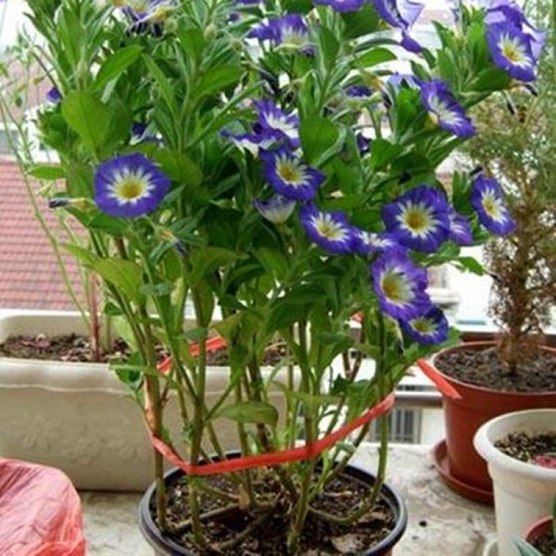 三色旋花花种子草本植物草花耐旱易活公园花海花卉种籽子