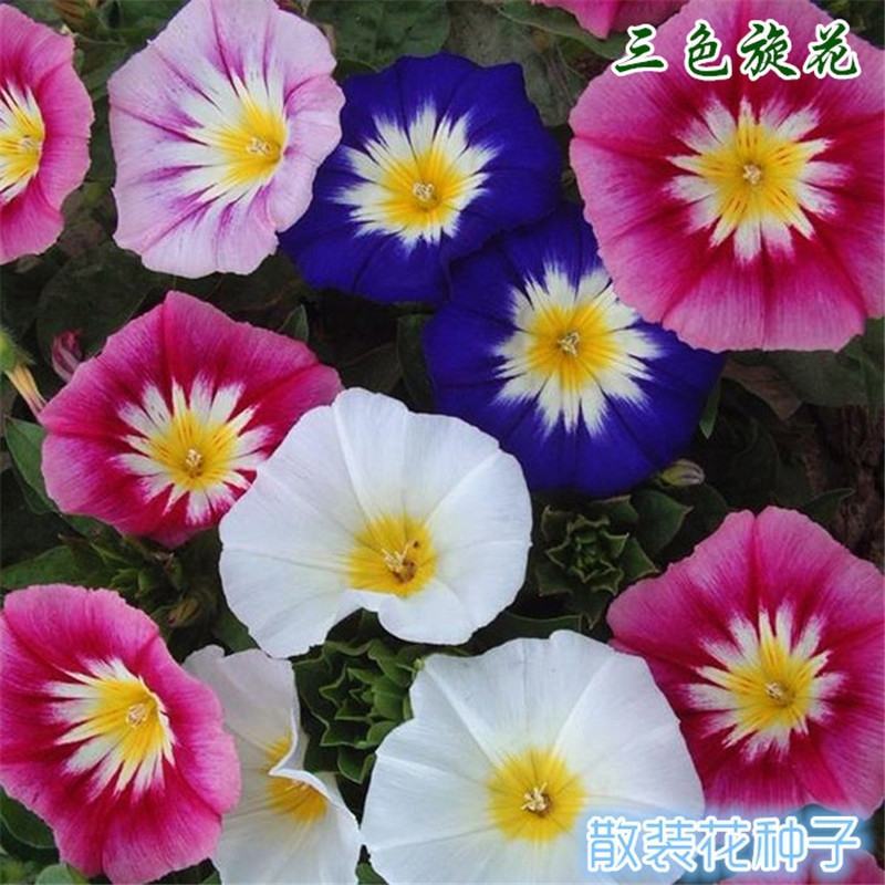 三色旋花花种子草本植物草花耐旱易活公园花海花卉种籽子