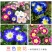 三色旋花花种子草本植物草花耐旱易活公园花海花卉种籽子
