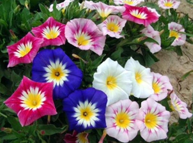 三色旋花花种子草本植物草花耐旱易活公园花海花卉种籽子