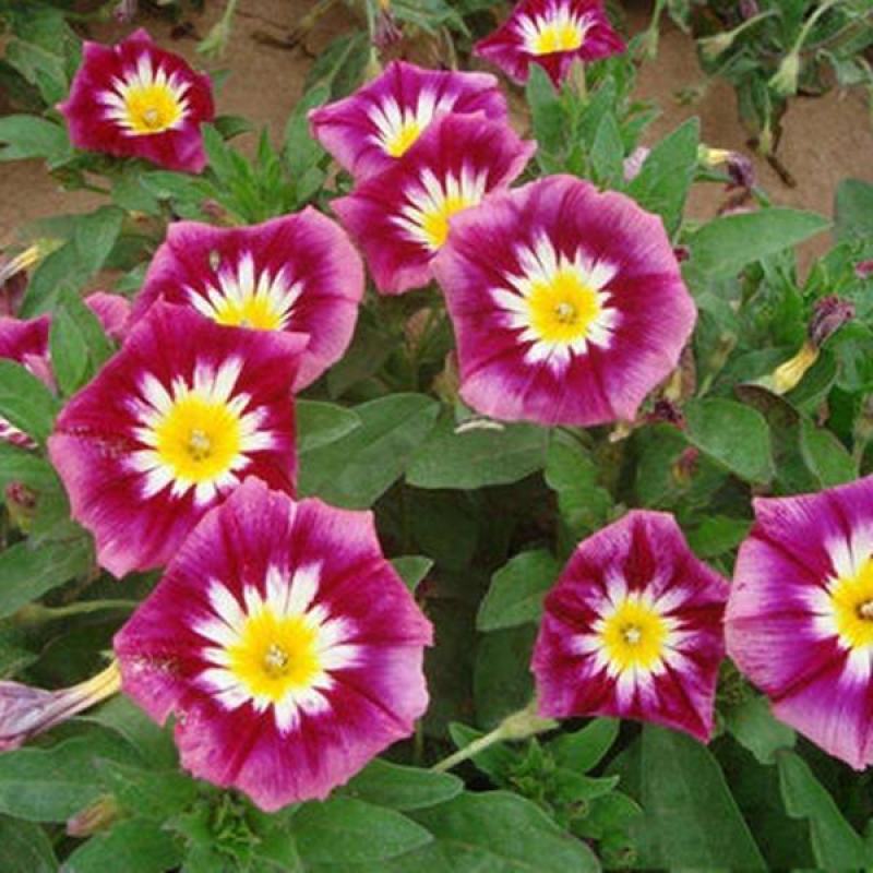 三色旋花花种子草本植物草花耐旱易活公园花海花卉种籽子
