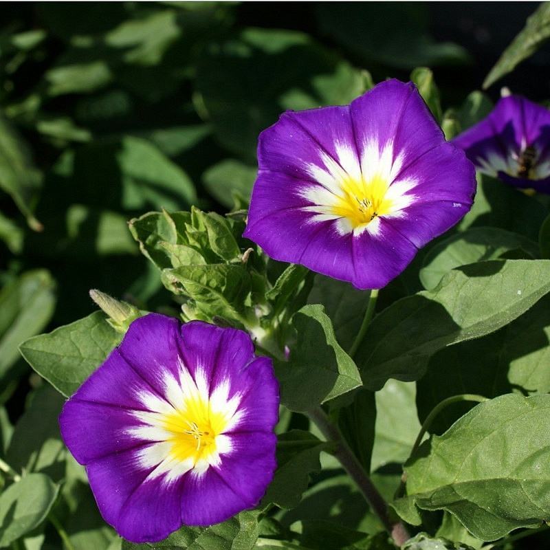 三色旋花花种子草本植物草花耐旱易活公园花海花卉种籽子