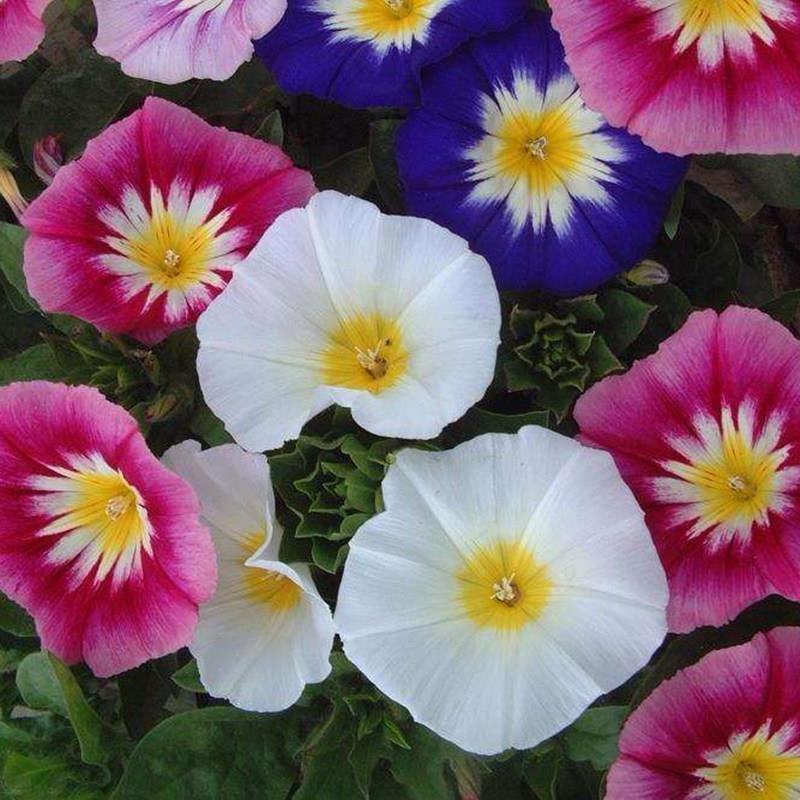 三色旋花花种子草本植物草花耐旱易活公园花海花卉种籽子