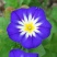三色旋花花种子草本植物草花耐旱易活公园花海花卉种籽子