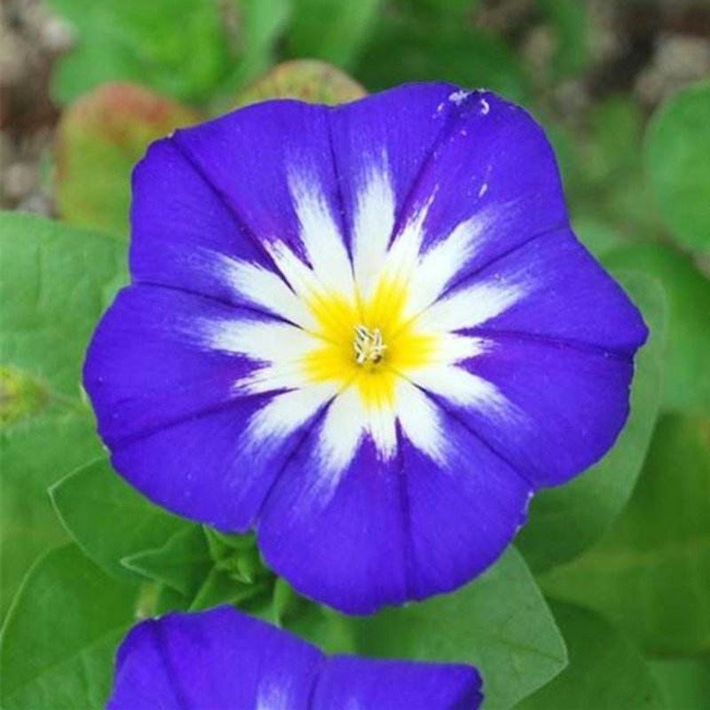 三色旋花花种子草本植物草花耐旱易活公园花海花卉种籽子