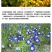 三色旋花花种子草本植物草花耐旱易活公园花海花卉种籽子