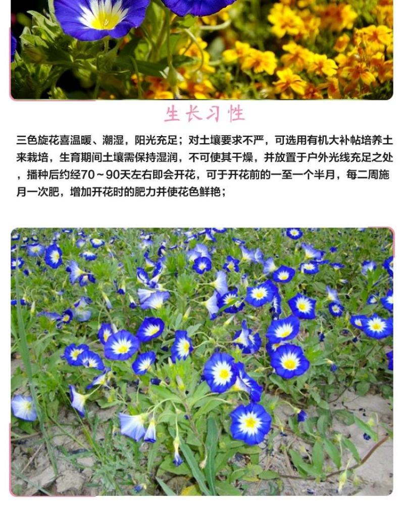 三色旋花花种子草本植物草花耐旱易活公园花海花卉种籽子