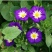 三色旋花花种子草本植物草花耐旱易活公园花海花卉种籽子