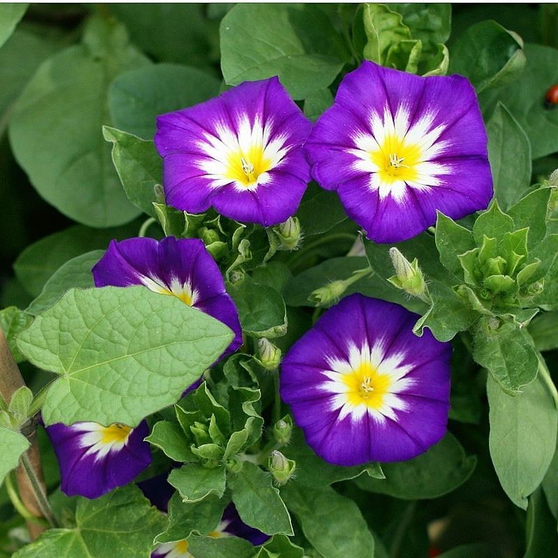三色旋花花种子草本植物草花耐旱易活公园花海花卉种籽子