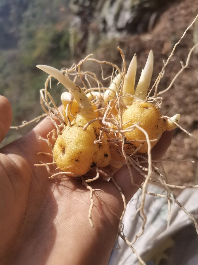 黄精苗多花黄精鸡头黄精种苗现挖新鲜