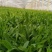 面条菜种子面条棵种籽麦瓶草籽野菜种炒菜做汤包包子春秋种植