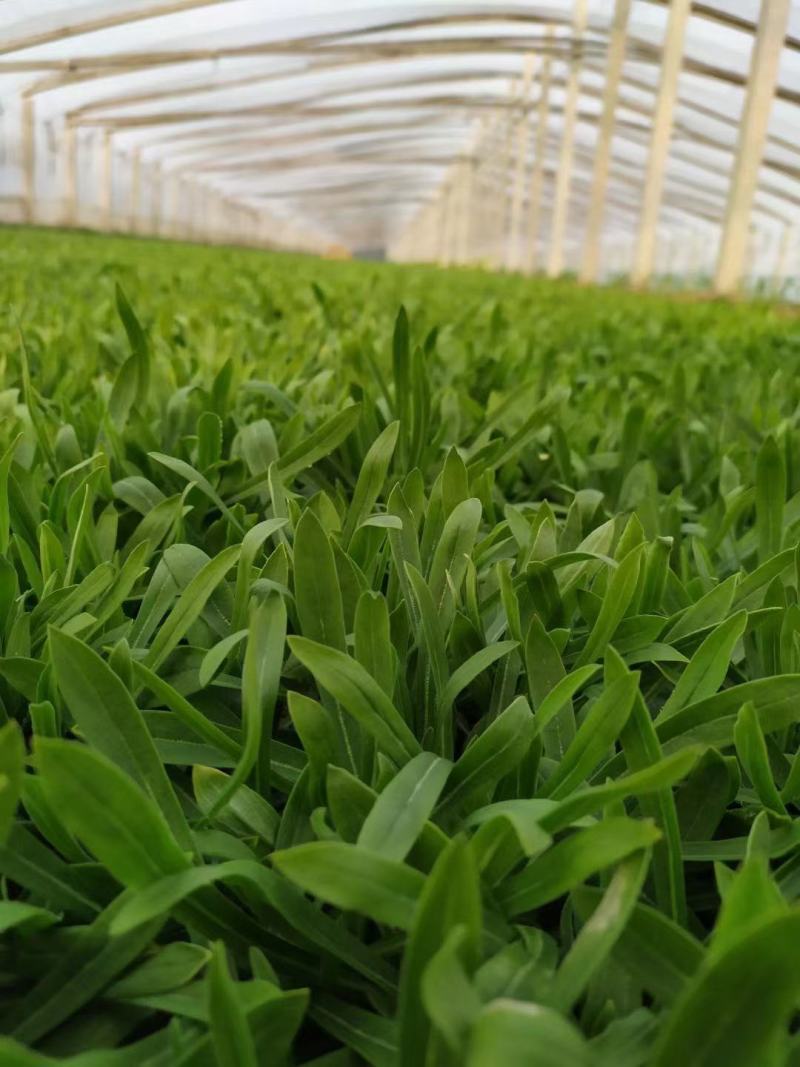 面条菜种子面条棵种籽麦瓶草籽野菜种炒菜做汤包包子春秋种植