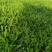 面条菜种子面条棵种籽麦瓶草籽野菜种炒菜做汤包包子春秋种植