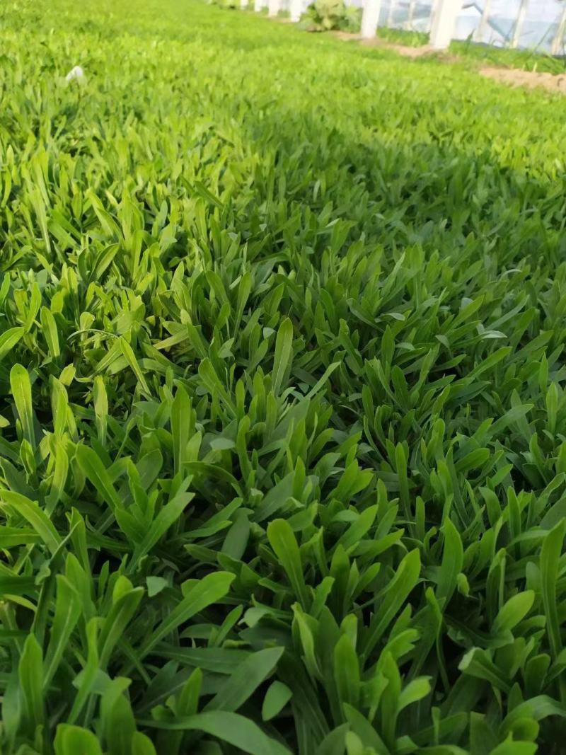 面条菜种子面条棵种籽麦瓶草籽野菜种炒菜做汤包包子春秋种植