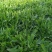 面条菜种子面条棵种籽麦瓶草籽野菜种炒菜做汤包包子春秋种植