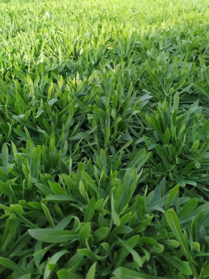 面条菜种子面条棵种籽麦瓶草籽野菜种炒菜做汤包包子春秋种植