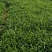 面条菜种子面条棵种籽麦瓶草籽野菜种炒菜做汤包包子春秋种植
