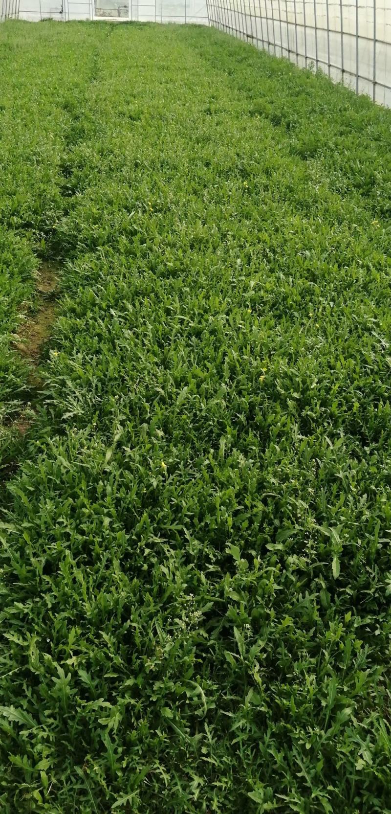 面条菜种子面条棵种籽麦瓶草籽野菜种炒菜做汤包包子春秋种植