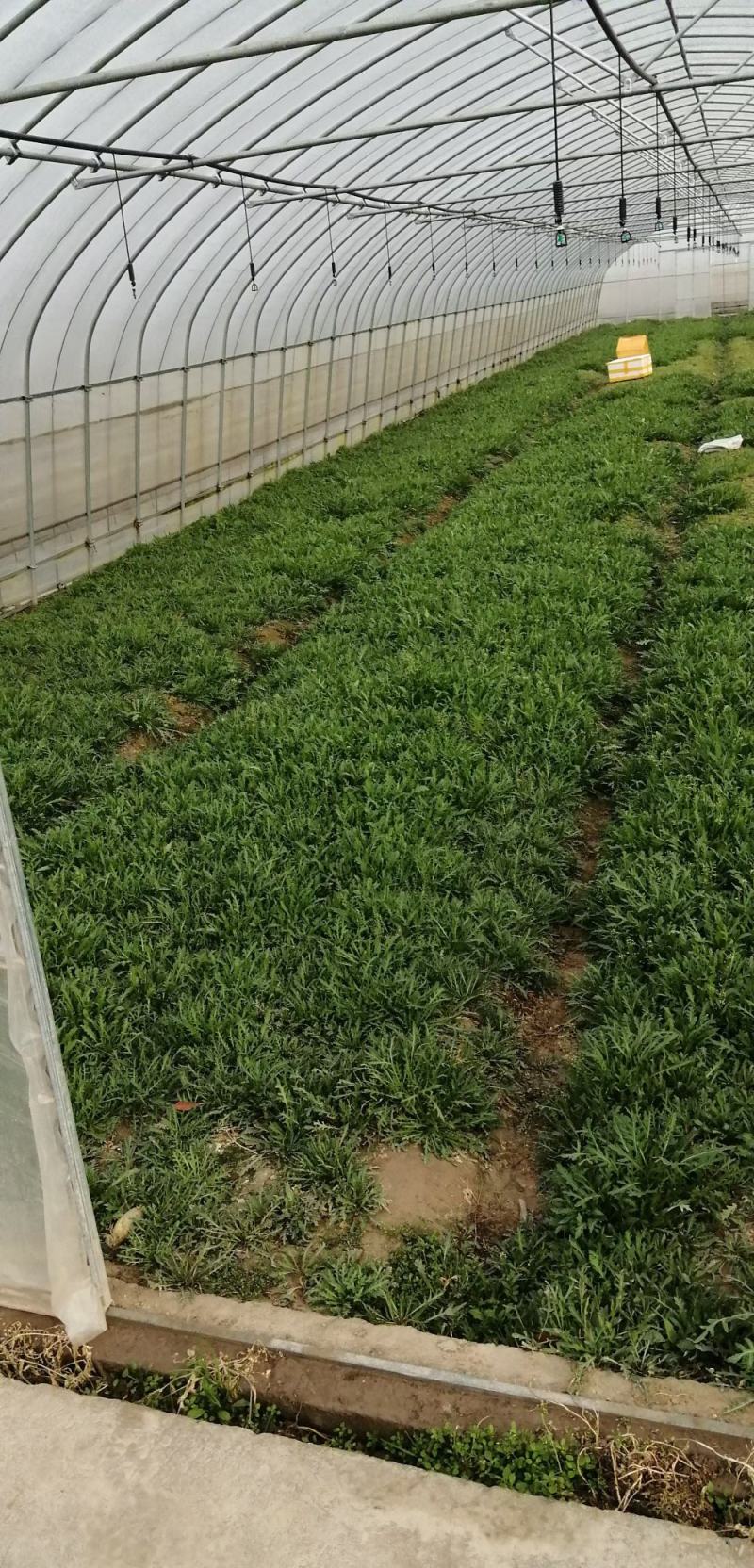 面条菜种子面条棵种籽麦瓶草籽野菜种炒菜做汤包包子春秋种植