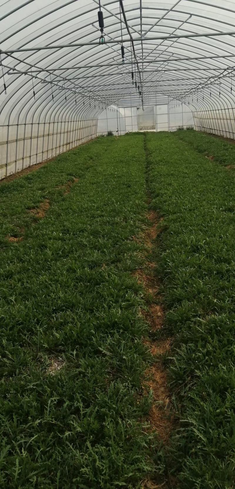 面条菜种子面条棵种籽麦瓶草籽野菜种炒菜做汤包包子春秋种植