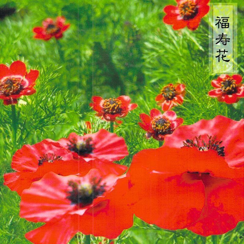 福寿花种子侧金盏花种子景观花海花坛四季易种活花卉种籽子