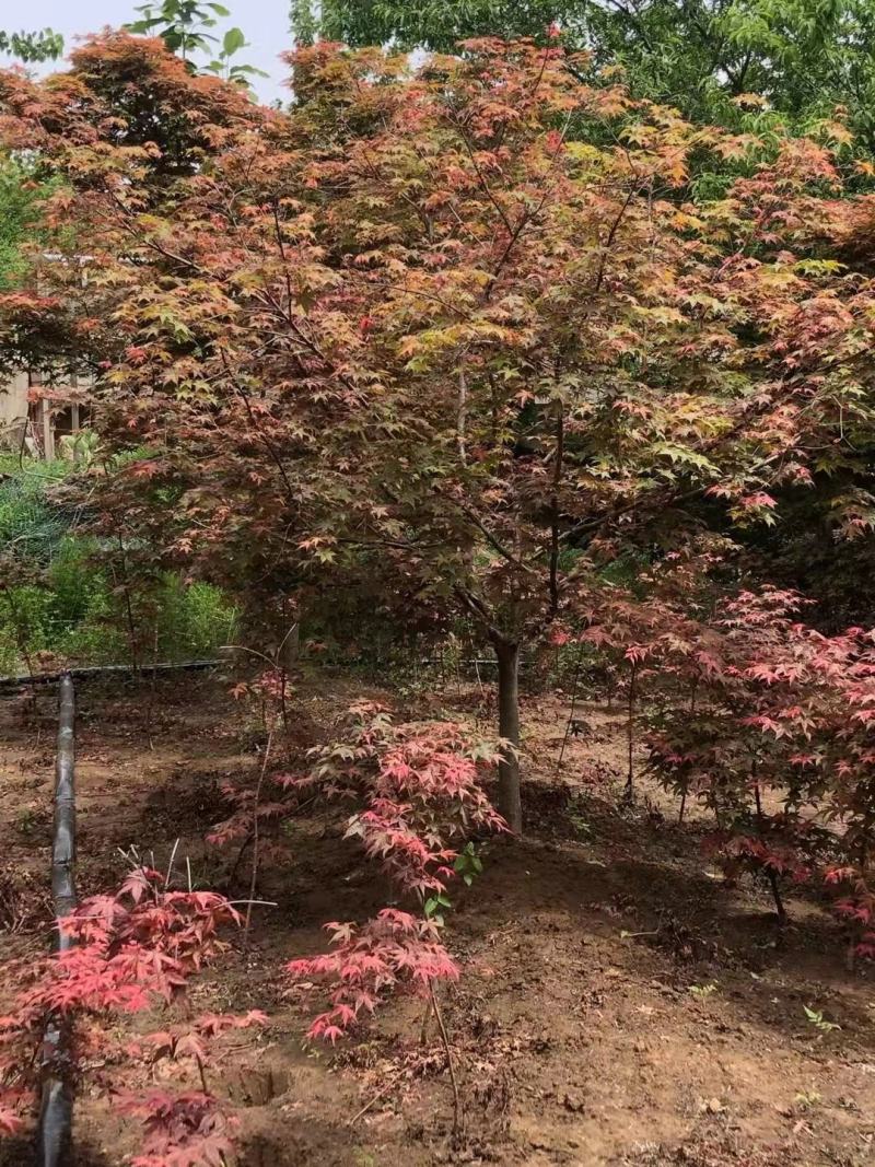 #日本红枫#日本红枫#日本红枫#日本红枫