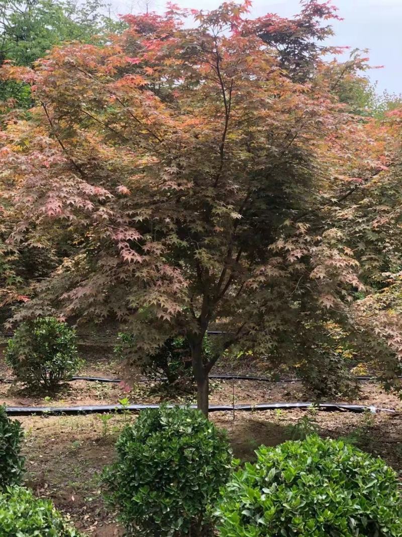#日本红枫#日本红枫#日本红枫#日本红枫