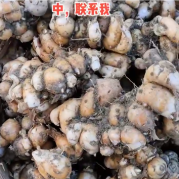 沙姜，大量现货