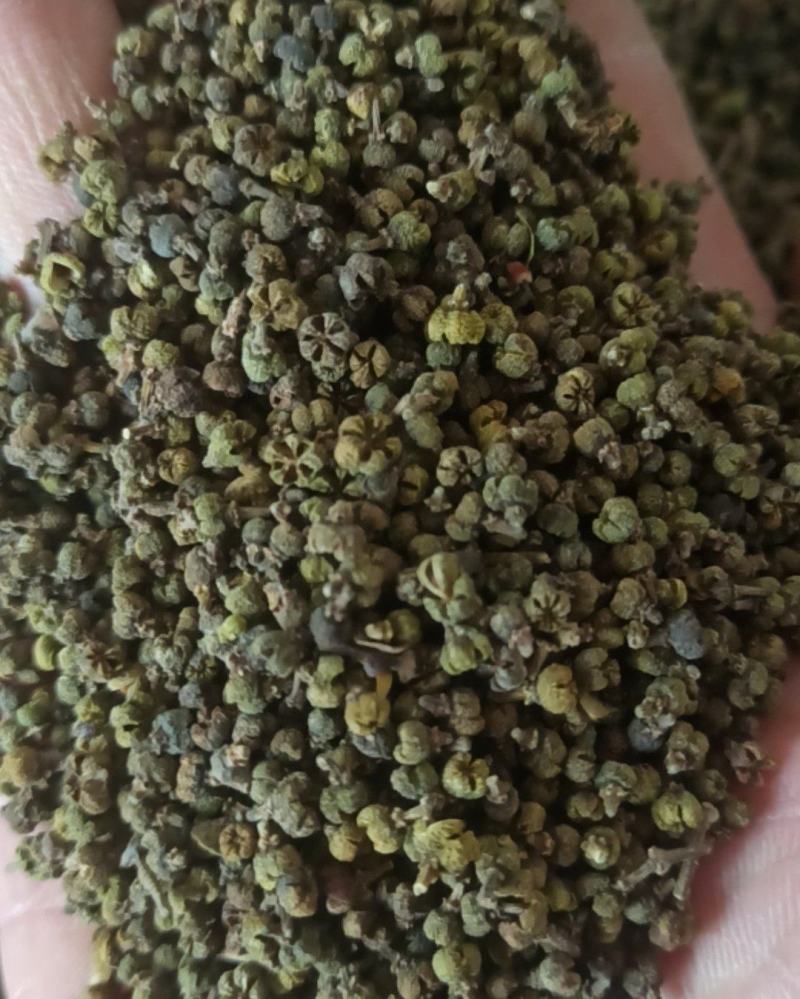 吴茱萸中花吴茱萸味道浓中药材批发吴茱萸产地直销