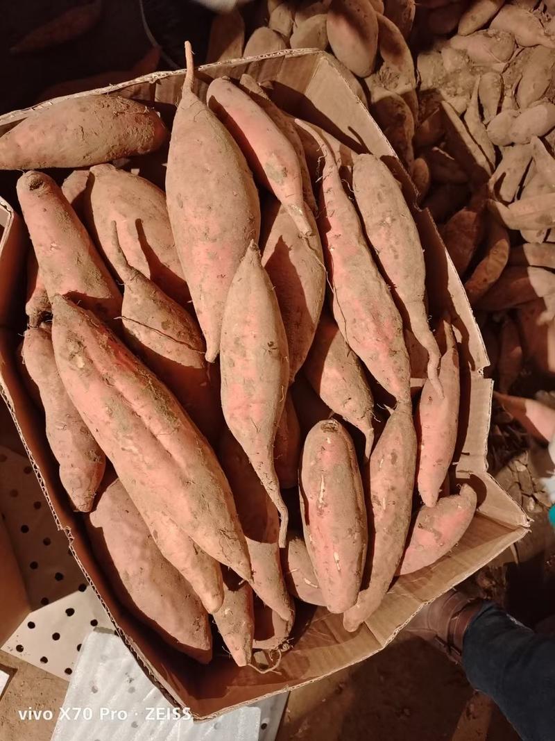 山东济薯二六黄心板栗薯，西瓜红红薯大量供应！电商团购代发