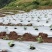 【打孔地膜】银黑双色反光防草打孔地膜专业设计定制