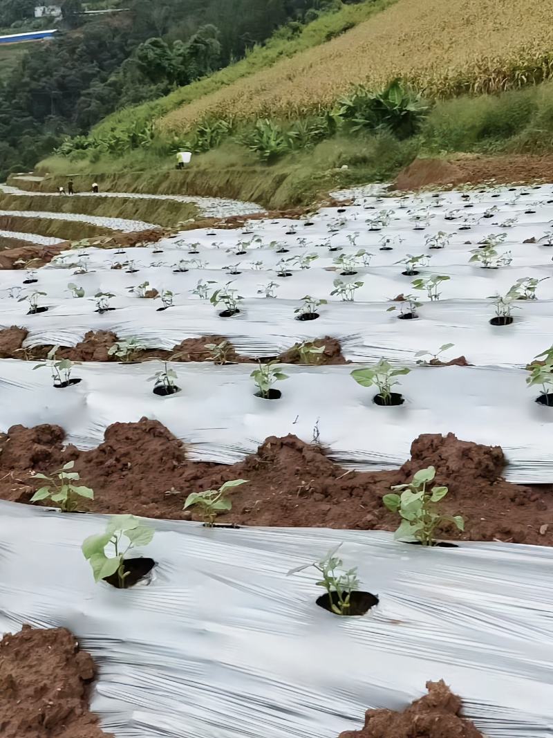 【打孔地膜】银黑双色反光防草打孔地膜专业设计定制