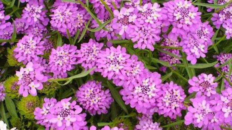 蜂室花种子公园道路绿化护坡四季开花花卉种籽子